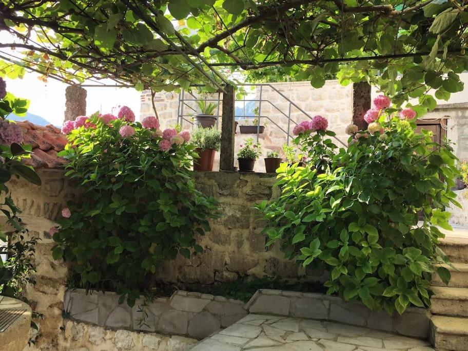 Apartment Terazza Di Ljuta Kotor Exteriör bild